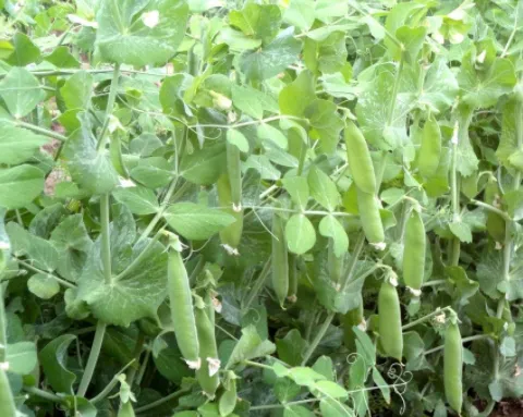 什么时间播种豌豆最好？生长适宜温度应管控在多少度？