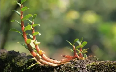 铁皮石斛能嫁接到其他植物上吗？需要如何养护才能开花？