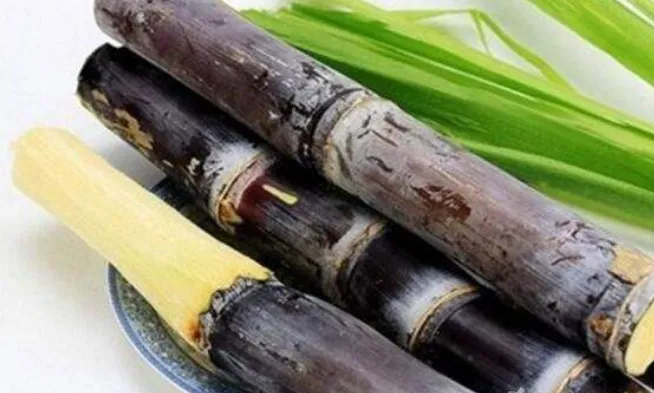 甘蔗到底是属于什么种类的？属于水果、树、还是竹子？