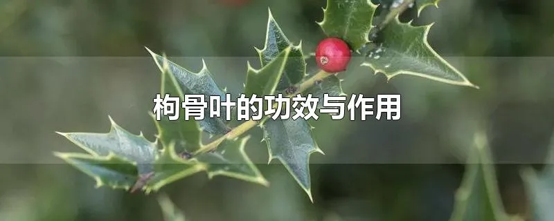 枸骨叶的功效与作用