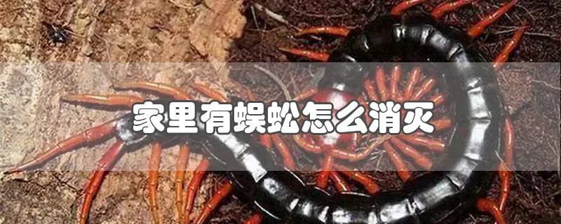 家里有蜈蚣怎么消灭