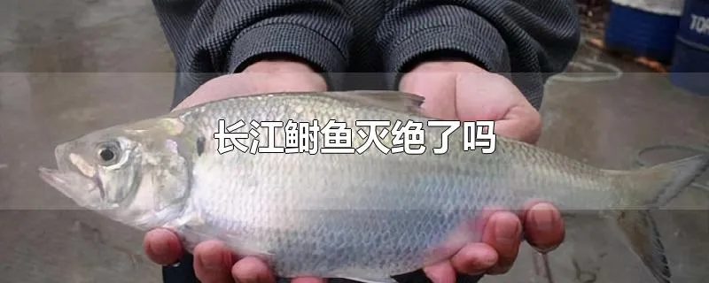 长江鲥鱼灭绝了吗