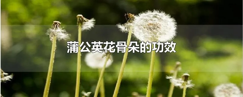 蒲公英花骨朵的功效