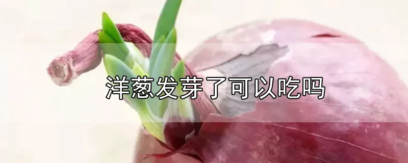 洋葱发芽了可以吃吗