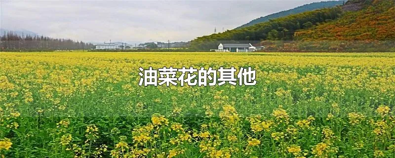 油菜花的其他