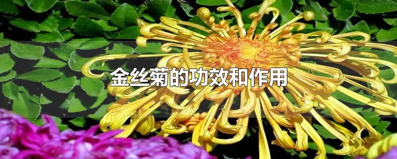 金丝菊的功效和作用