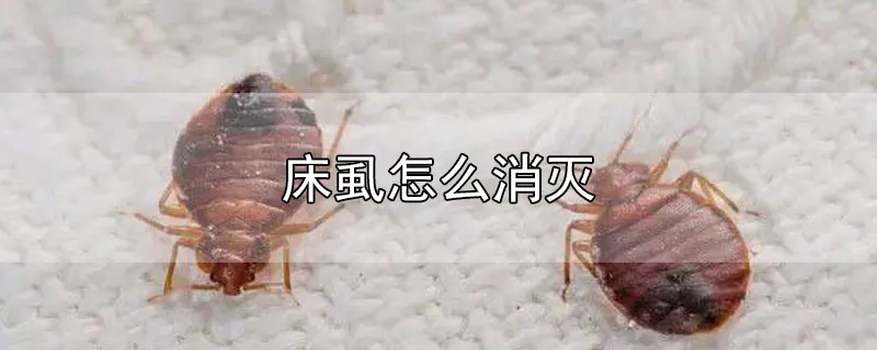 床虱怎么消灭