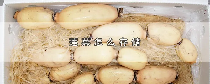 莲菜怎么存储