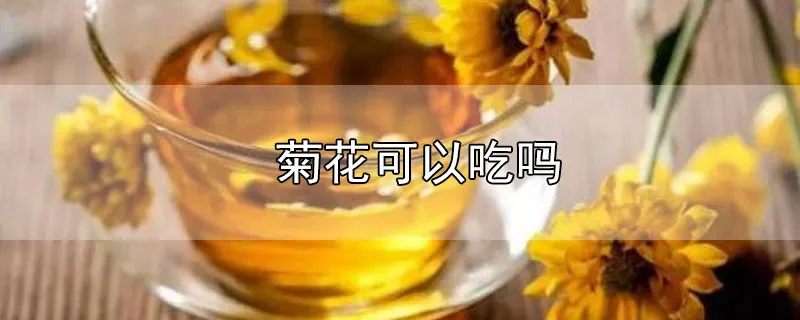 菊花可以吃吗