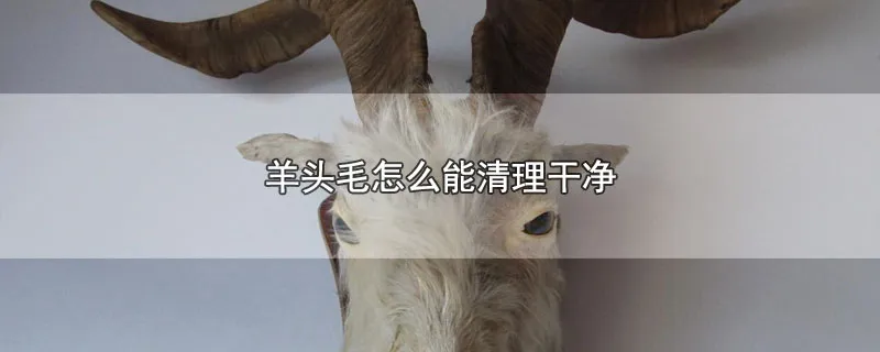 羊头毛怎么能清理干净