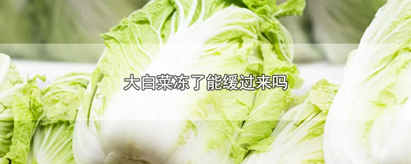 大白菜冻了能缓过来吗