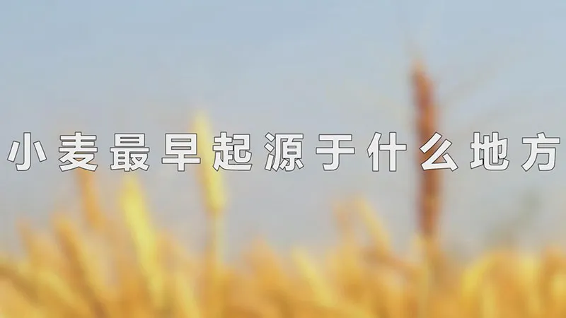 小麦最早起源于什么地方