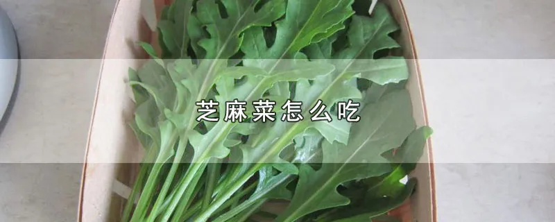 芝麻菜怎么吃