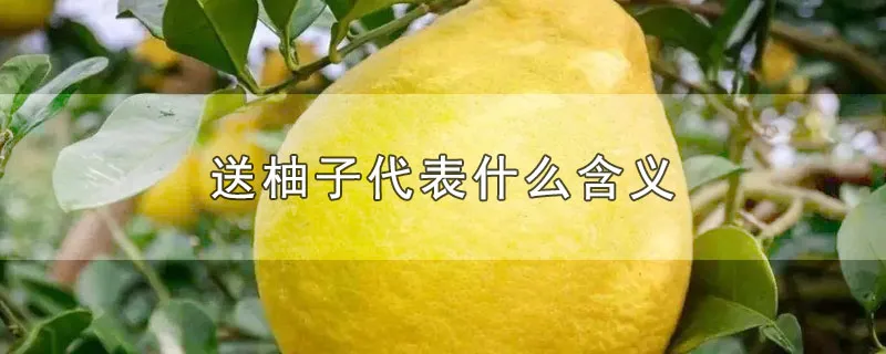 送柚子代表什么含义