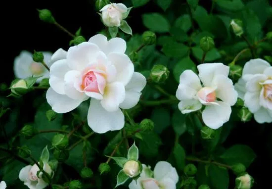 盘点十种招鬼的花，家里有这些花赶紧扔掉(易招鬼怪)