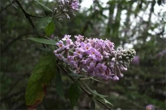 密蒙花的花语和传说