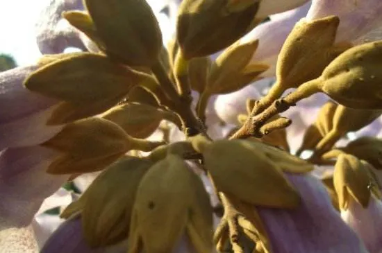 紫花泡桐和泡桐区别