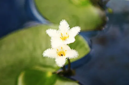 金银莲花的花语