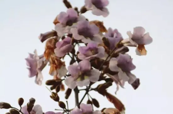 紫花泡桐什么时候开花