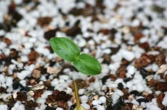 珍珠岩种花有什么好处，稳定性强/吸水性好/防止土壤板结