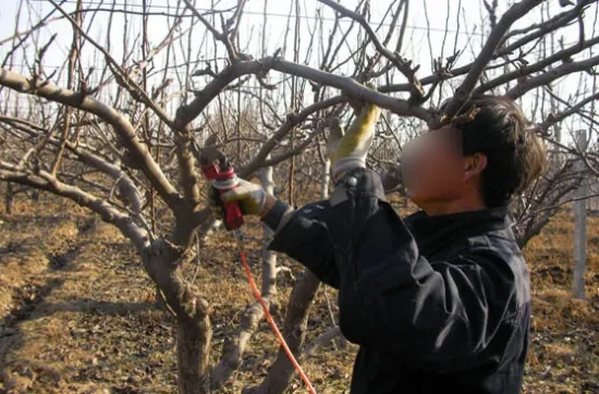 果树修剪后为何发生枯枝