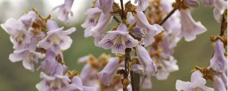 紫花泡桐树苗几时可以种植