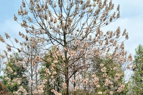 紫花泡桐的寓意