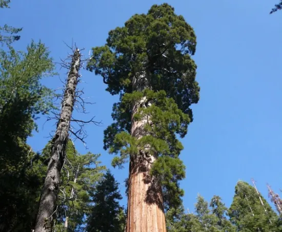 世界上最高的树：高达156多米,相当于50层楼