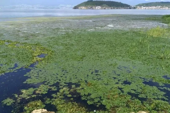 水体富营养化的原因