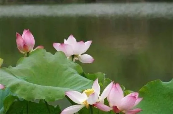 养花用什么水，静置的自来水或雨水即可