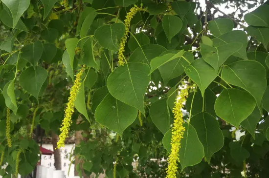 蜡烛树的特点是什么