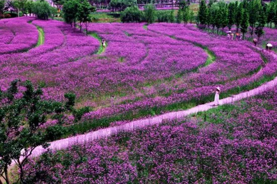 杭州花圃3月有什么花