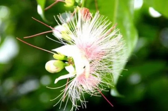 红花玉蕊种植注意事项