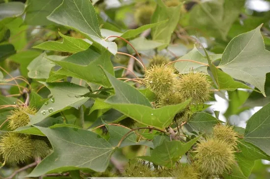 枫香树是国家保护植物吗