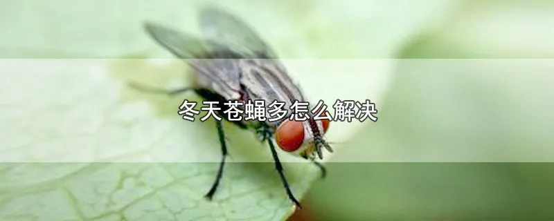 冬天苍蝇多怎么解决