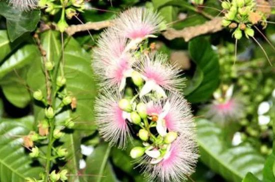 红花玉蕊种植注意事项