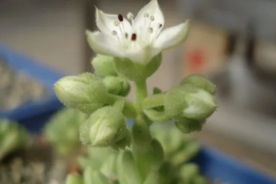 多肉植物春上开花