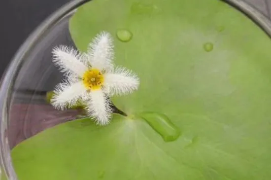 金银莲花的花语