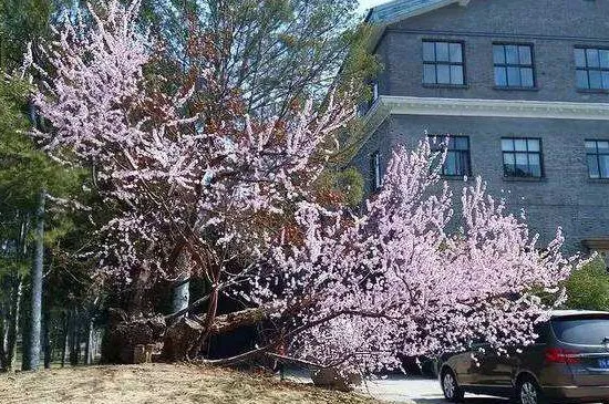 紫花泡桐花期