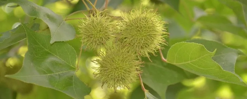 枫香树的特点