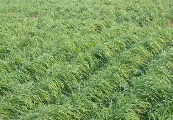 黑麦草种植方法，4个步骤让你的黑麦草长势旺盛