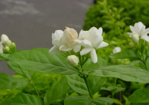 夏季适合种什么植物：推荐11种植物供您选择