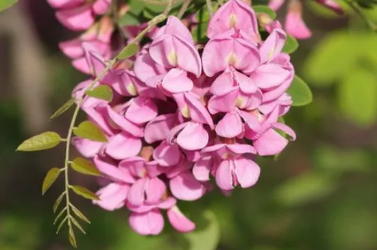 香花槐叶子发黄原因