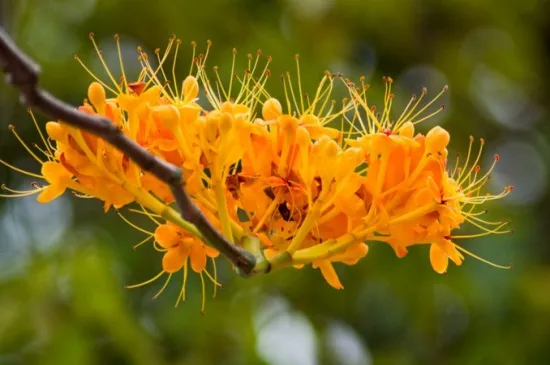 无忧花的繁殖方法，4个步骤繁殖无忧花