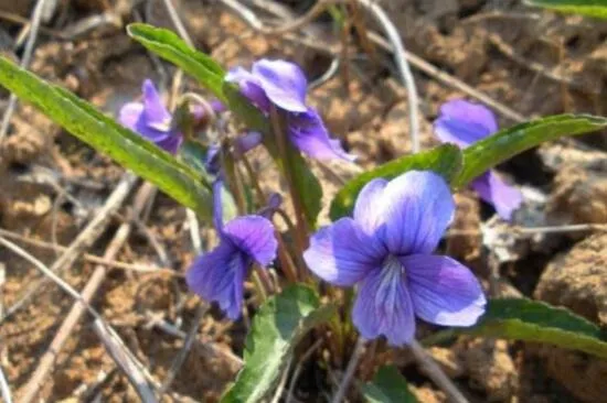 紫花堇菜和细距堇菜的区别，叶子和花暴露了两者的不同