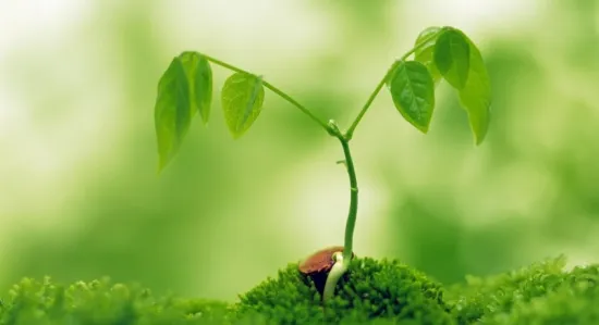 家庭能种植的抗病植物介绍