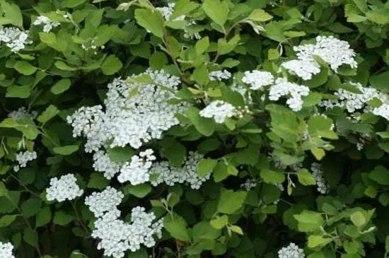 什么花喜欢阴暗潮湿，冷水花是其中一种