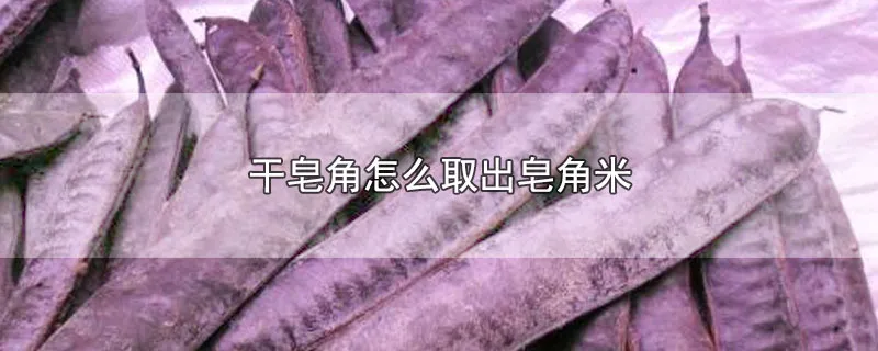 干皂角怎么取出皂角米