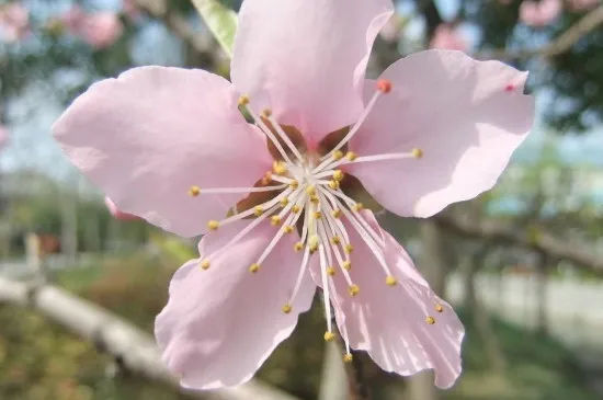 桃花特点及其象征意义