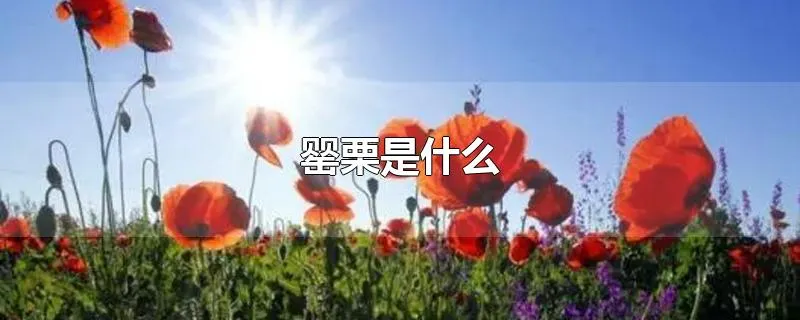 罂栗是什么